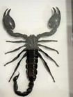 Framed Black Giant Scorpion Palamnersus Real Taxidermy Entomolgy 8x6 Frame New