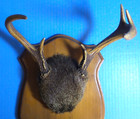 Vintage 7 Point Whitetail Deer Antlers Prof Mount Mancave Cabin Taxidermy