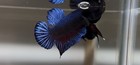 Betta Super Plakat Fighter  51      blue Cobra     