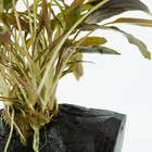 Cryptocoryne Mioya On Driftwood Live Plants Aquarium Decoration Freshwater Tank