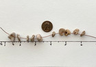 10 Heart Beach Hag Stones Love Rock Adder Natural Shaped Holey Pebble  5  H1a Us