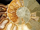 Split And Polished Aaa Ammonite Fossil 100  Natural Madagascar 109gr