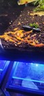 20  Golden Dust Yellow Freshwater Neocaridina Aquarium Shrimp