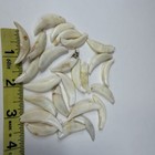 Lot Of 25 Damaged Cracked Coyote Fangs Teeth Goth Real Taxidermy Cleaned  2039