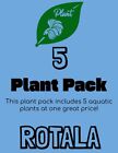 5 Different Rotala Stem Plants Pack - Buy 2 Get 1 Free  - Aquatic Plants- Live