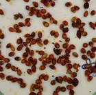 Commiphora Planifrons 10 Seeds