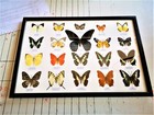 Vintage Real Taxidermy Butterfly Mix Wood Framed Insects Collectible Home Decor