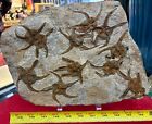 Mass Mortality Fossil Starfish Geocoma Carinata Morocco 150 Million Years Old