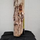 Long Driftwood Branch Woodworking  Diy Craft Wood Beautiful Grain