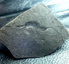 Very Rare Oligocene Fossil  Shrimp