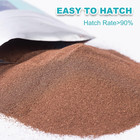Brine Shrimp Eggs High Hatch Rate 90 Percent Live Fish Food 20g Marine Aquarium