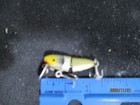 Vintage Falls Big  Inch  In  Minnow  Lure 