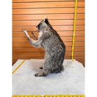 Fhcoon10- Raccoon Taxidermy Mount