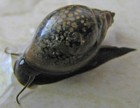Lag 10  Freshwater Snails  Ramshorn  Mts  Etc Algae Cleanup   Aquatic Plants  