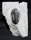 Large  Inflated Pseudodechenella Trilobite Fossil In Limestone  New York State 