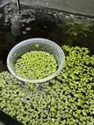 Duckweed   lemna Minor  2 Oz Cup  buy 2 Get 1 Free 