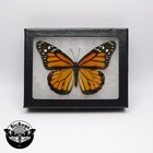 Danaus Plexippus Real North American Monarch Butterfly Insect Framed
