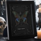 Real Framed Butterfly Taxidermy - Shadow Box  Real Framed Butterfly In A Box    