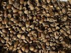2 Lbs Pounds Acorns White   Red Oak Fresh 2024 Drop New