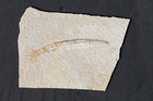 Solnhofen Fossil Squid- Visible Tentacles  Crystal Inclusions   