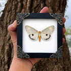 Real Framed Neochera Dominia Moth Insect Butterfly Taxidermy In Shadow Box