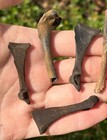 Nice Florida Fossil Bird Bones Lot Of 6 Avian Pleistocene Ice Age