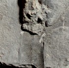 Big Devonian Pyritized Fossil Nautilus  Cephalopod