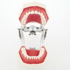Dental Typodont Teeth Model With Removable Teeth Fit Kilgore Nissin 200 500 Type