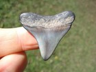 Bargain Price Megalodon Shark Tooth Florida Fossil Sharks Teeth Mako Great White