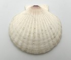 Large Rounded Scallop Shell 5 5    White Violet Coastal Specimen