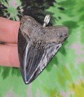 Megalodon Sharks Tooth Pendant Nice No Restorations Fossil Sharks Teeth Tooth