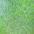 2000  Duckweed Indoor Grown Live Organic Aquarium  Buy2get 1 Free