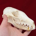 10pcs Real Fox Skull Taxidermy Real Bone Skeleton Halloween Decoration Gift 12cm
