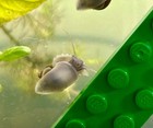 Live Pea Sized Mystery Snails - Freshwater Aquarium Aquatic Snails - Random