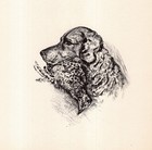 1937 Antique Chesapeake Bay Retriever Print Wall Art Decor Lucy Dawson Art 6717q