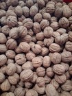 5 Pounds In-shell Walnuts  california Grown raw Whole Lots Fresh 2026 Crop
