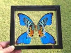 Urania Ripheus Sunset Moth Verso With 4 Wings Morpho Didius Double Glass  