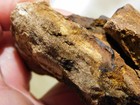 Petrified Wood With Druzy Crystals From Brilliant Alabama