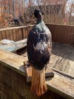 Taxidermy   0ne  Beautiful   Rare   Chinese Monal Or Chinese Impeyan Bird Mount