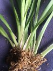 Maxillaria Chartacifolilia  Orchid Species