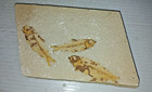 Cluster Of 3  Fossil Fish Green River Formation Wyoming