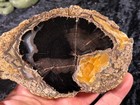 Polished Petrified Wood    pepper Tree    Schinoxylon Green River Fm  Wy 5 5   x3 5   