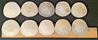 10  2 1 8 Inches Wide Southern California Pacific Coast Sand Dollar Seashells