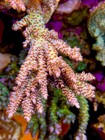Bio Reef Wonderboy - Live Coral Frag Sps acropora