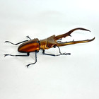    used   bandai Gashapon  Figure Stag Beetle 04 Cyclommatus Metallifer Bronze  11cm