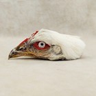 Chicken Rooster Head Mount Specimen Crafts Crafting Oddities Curiosities Craft