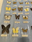 Vintage Taiwan Butterfly Poster