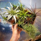 15 Pack Premium Air Plants Tillandsia Mix  beginner Friendly Selections 