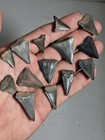 Great White Shark Tooth Lot Of 14  Southwest  Florida Authentic Shark Teeth Bulk
