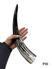 One Medium Polished Cow Horn   Real Horn   Viking Horn   Natural     p10